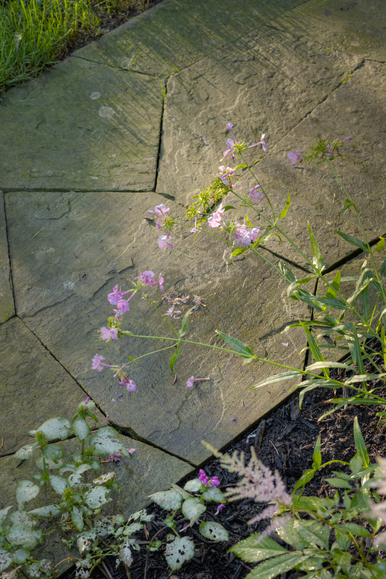 A garden pathway made of large stone slabs with delicate, small purple flowers and greenery sprouting through the cracks and around the edges.