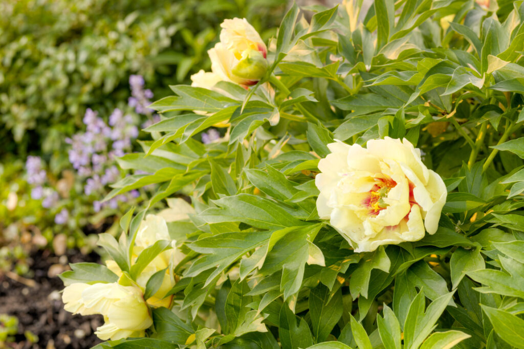 This image displays a vibrant garden scene with blooming yellow peonies and lush green foliage. In the background, there are hints of purple flowers.