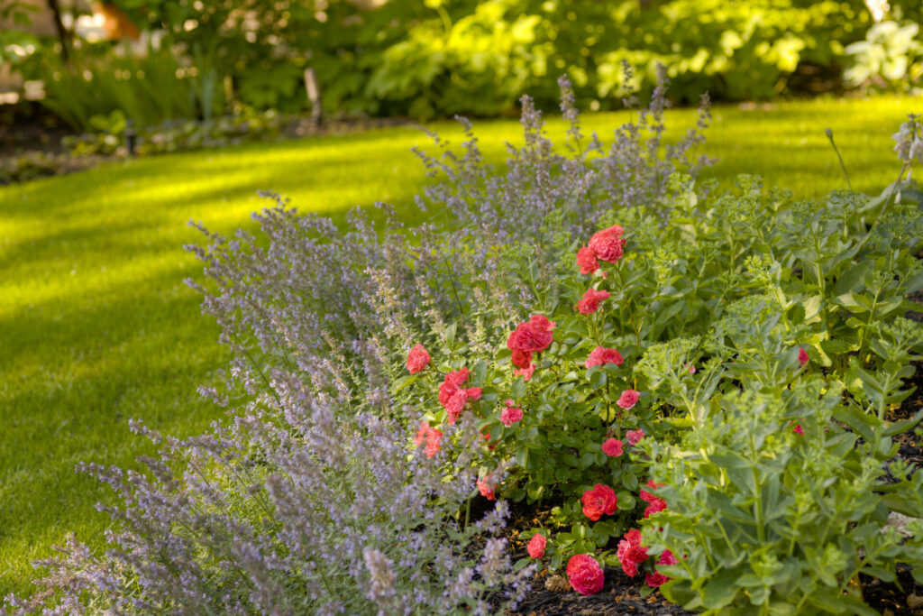 A tranquil garden with vibrant pink roses and soft purple lavender under the sunlight, with lush green grass and trees in the background.