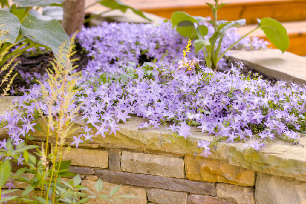 This image shows a cluster of light purple flowers flourishing on a stone garden bed border, accompanied by various green plants and foliage.