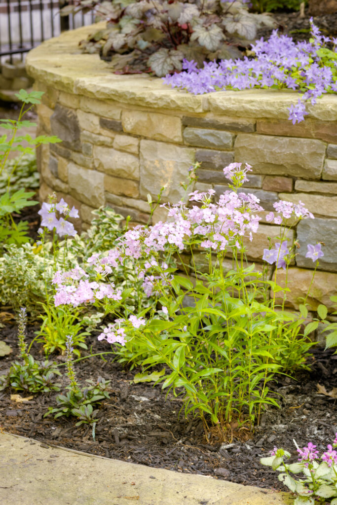 A garden bed with purple and pink flowers, lush green foliage nestled against a stone wall corner, with dark mulch and a concrete edge.