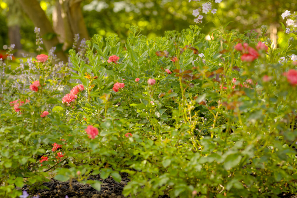 This image shows a vibrant garden with pink roses and purple flowers among lush green foliage, bathed in soft sunlight filtering through the leaves.