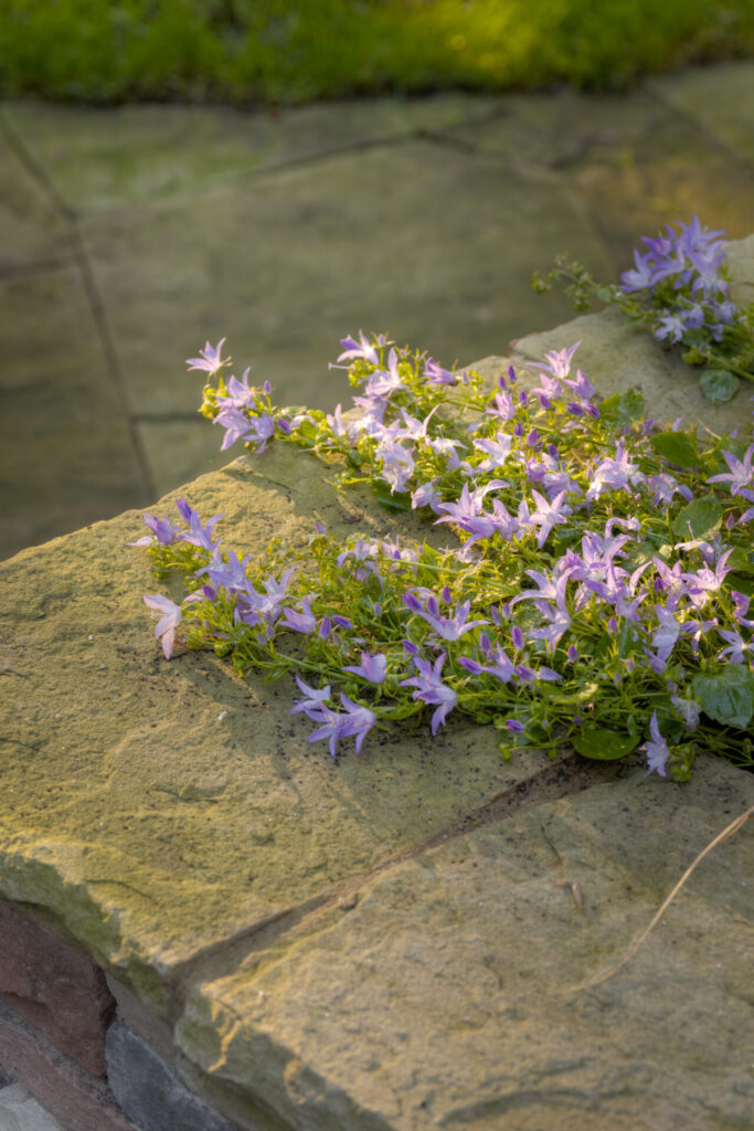 Pale purple flowers cascade over a stone ledge with sunlight gently highlighting their delicate petals against a background of green grass and paving stones.