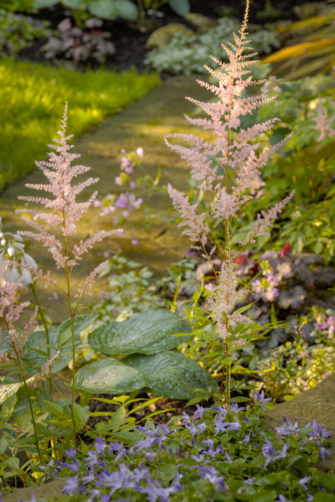 This image features a garden path surrounded by lush greenery with tall, delicate pink flowers in the foreground and purple flowers underneath. It exudes a tranquil, natural atmosphere.