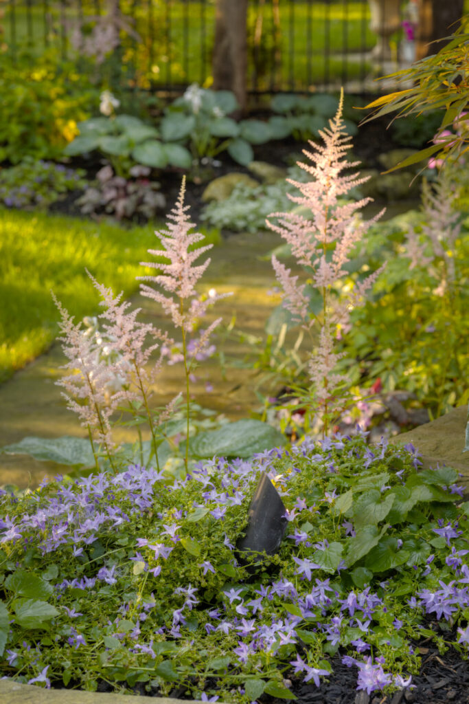 A serene garden with pink feathery plants in the foreground, purple flowers below, and a backdrop of lush greenery and a fence in soft focus.