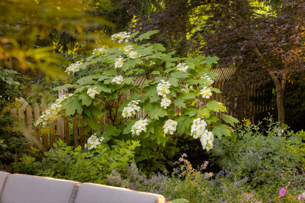 A tranquil garden scene featuring lush green foliage and white flowering shrubs, with glimpses of a wooden fence amidst the vibrant plant life.