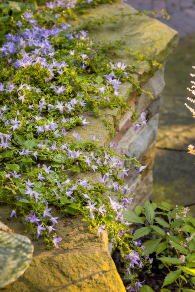 A stone ledge is adorned with purple flowers and green foliage, creating a natural and vibrant garden feature bathed in soft lighting.