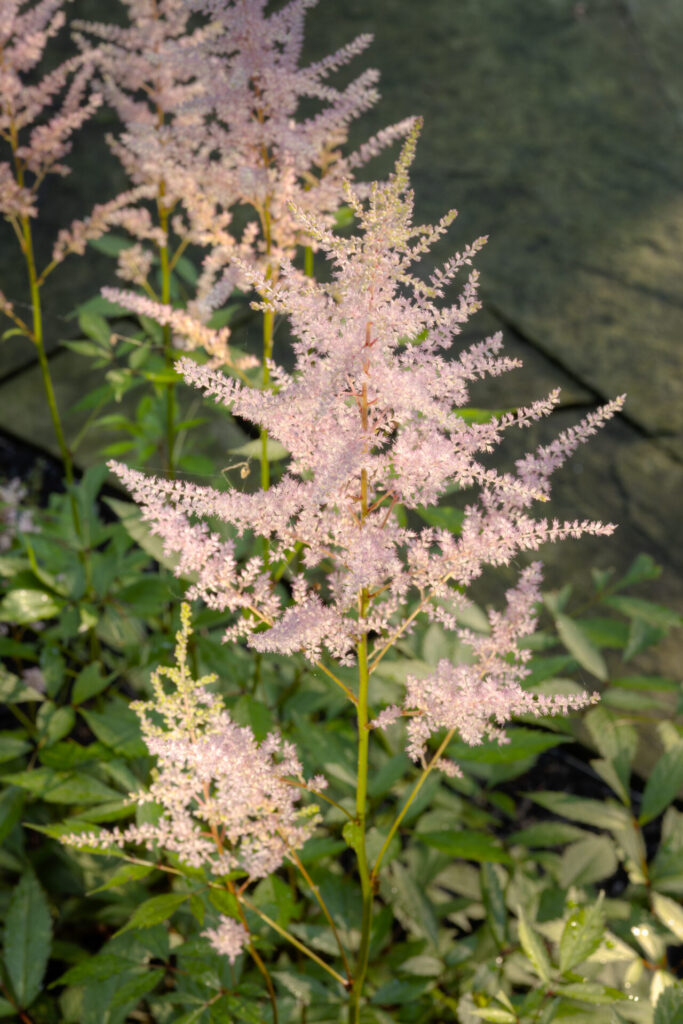 Delicate pink blossoms atop slender stems rise in front of dark green foliage, with a blurred water surface as the background.