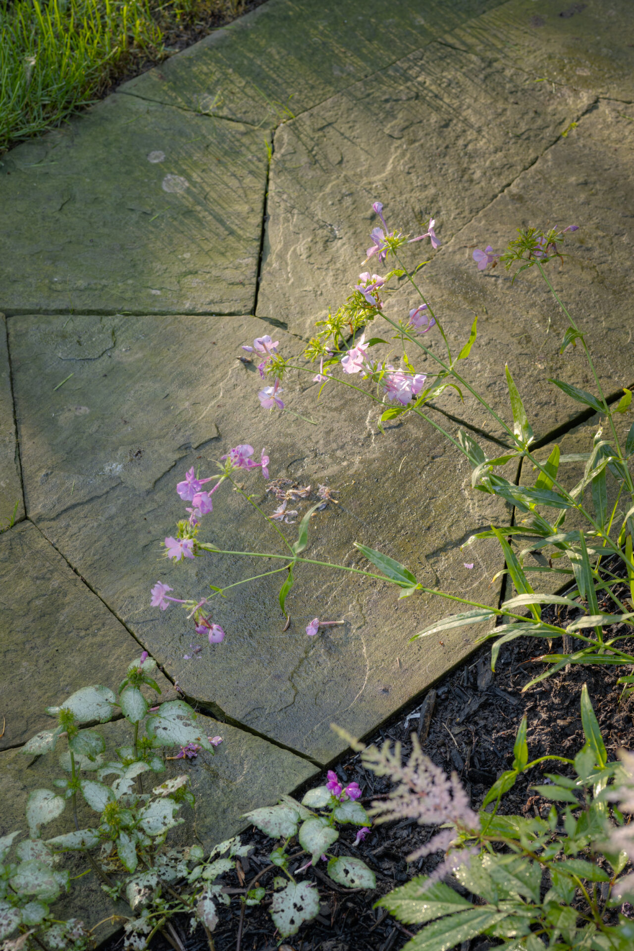 A pathway made of large, irregular flagstone pavers with delicate purple flowers sprouting through the cracks, surrounded by greenery and moist soil.