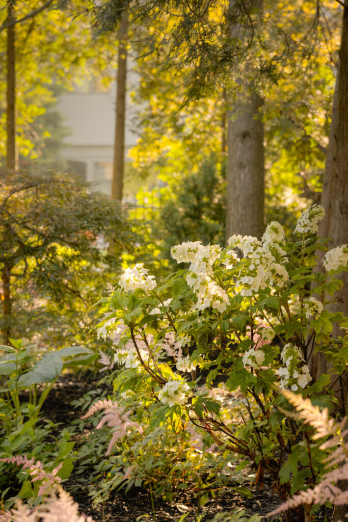 A serene garden with white flowers in bloom, surrounded by assorted greenery and trees, bathed in soft, warm sunlight, with a building faintly visible in the background.