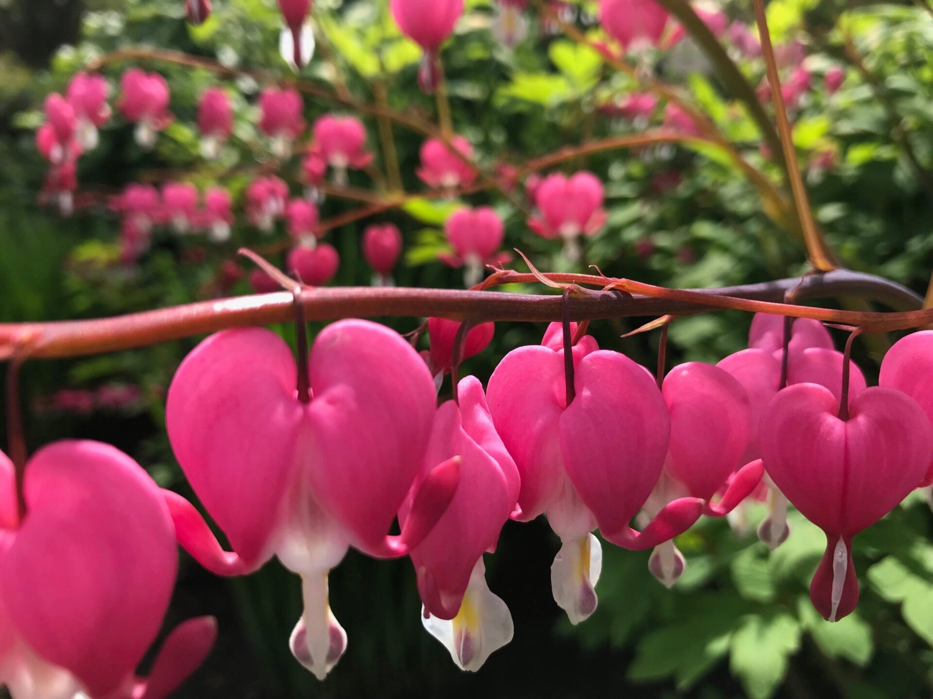 The image shows a vibrant cluster of pink, heart-shaped flowers known as bleeding hearts (Dicentra spectabilis), with a soft-focus green background.