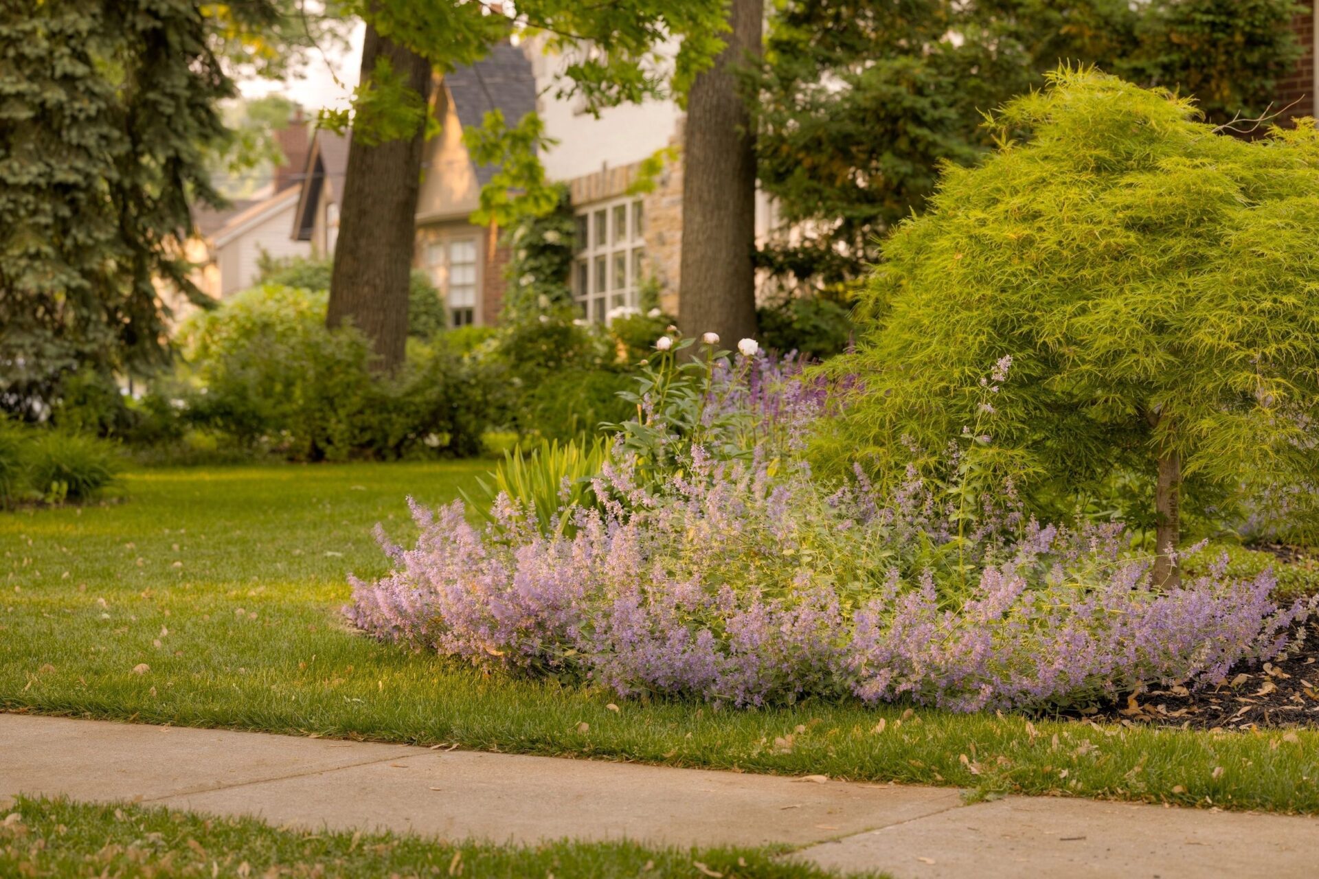 Lush garden with lavender flowers in the foreground, a green lawn, well-trimmed shrubs, and a house partially visible in the background.
